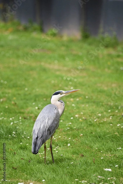 Obraz A vertical shot of a grey heron bird, Ardea cinerea, with neck pulled in and shoulders hunched, standing on a grass field.