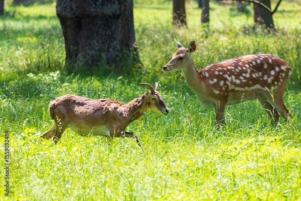 Fototapeta Mouflon - Ovis aries musimon with young is in the grass in the forest
