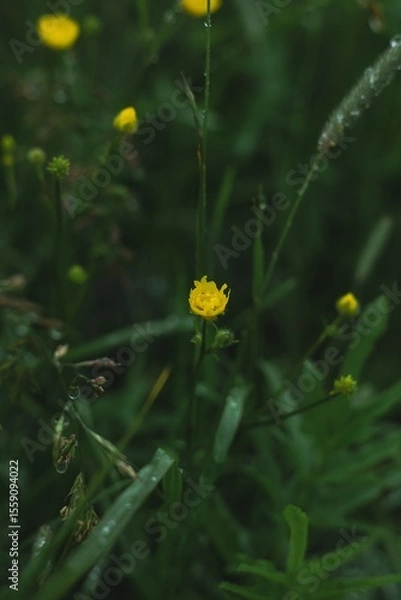 Obraz yellow flower in the garden