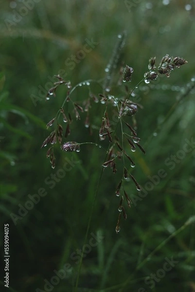 Obraz raindrops on green grass close up