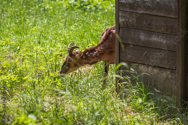 Fototapeta Mouflon - Ovis aries musimon with young is in the grass in the forest