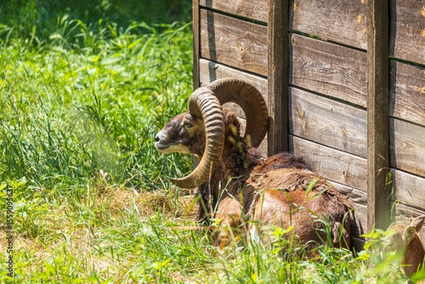 Fototapeta Mouflon - Ovis aries musimon with young is in the grass in the forest