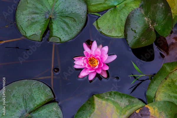 Fototapeta Beautiful lotus with green leaves in the pond. A close-up of a beautiful water lily plant in the water in the pond on a summer day.
