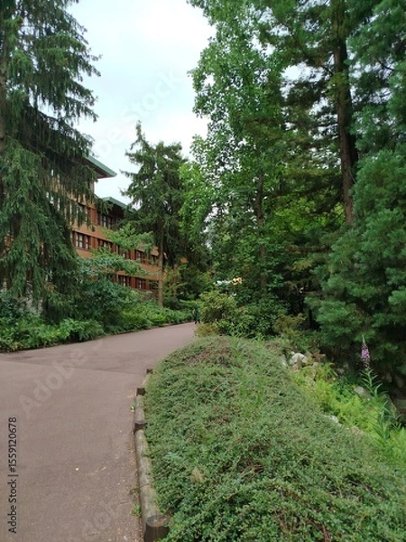 Obraz Árboles Sequoia 