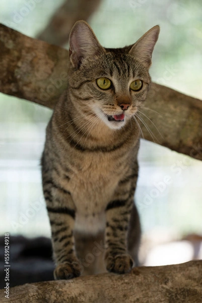 Fototapeta Domestic House Cat