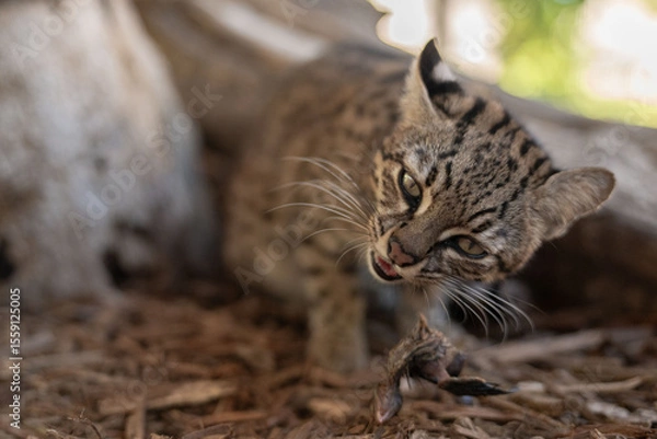 Obraz Geoffrey's Cat