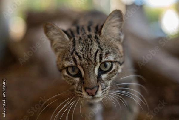 Obraz Geoffrey's Cat