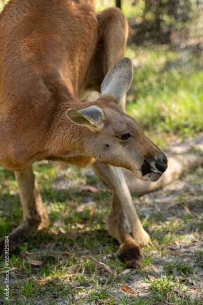 Obraz red kangaroo