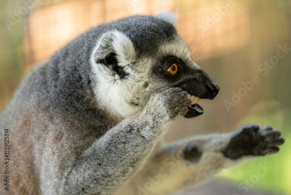 Obraz ring tailed lemur