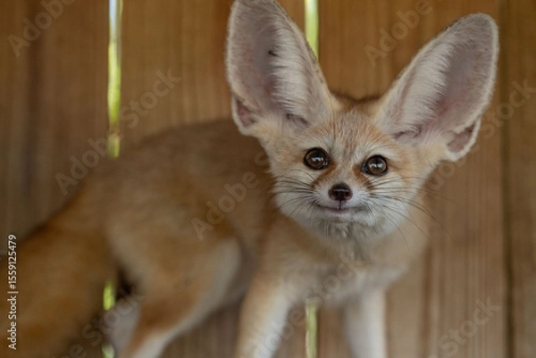 Obraz fennec fox