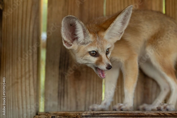 Obraz fennec fox