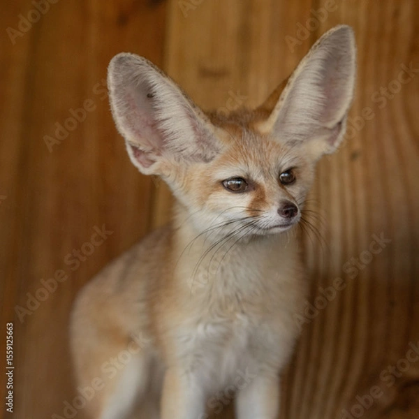 Obraz fennec fox