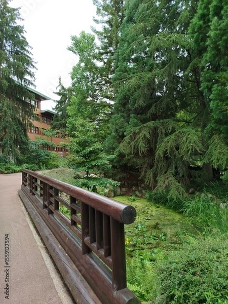 Obraz Bosque con árboles sequoia