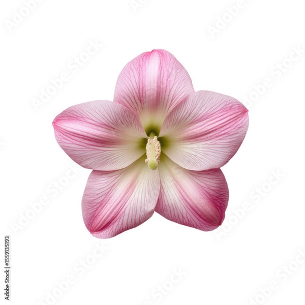 Fototapeta Close up of a delicate pink hollyhock flower with prominent veins and a light green center isolated on transparent background
