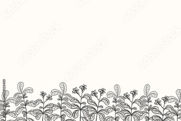 Obraz Herbal botanical banner with Stevia plant for text. Background sketch with engraved sweet branches sugar substitute. Design for label, card, logo, sign. Hand drawn Honey grass against diabetes, food