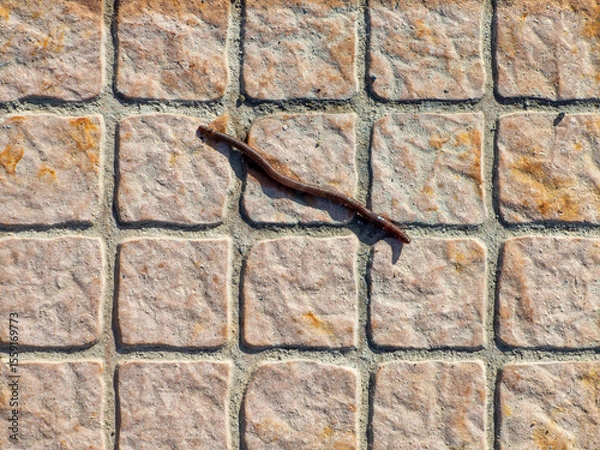 Obraz Soil Centipede on Pavement Outside