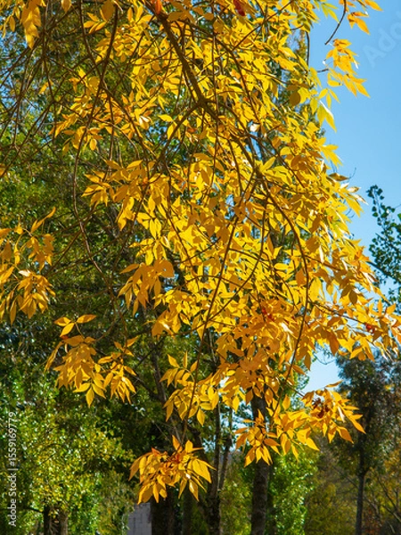 Fototapeta Foliage in the park. Autumn fall leaves of maple trees. Autumn fall leaves in sunlight. Natural autumn background. Autumnal background. Foliage, falling leaves background. Autumn leaf.