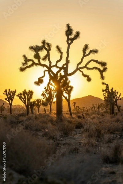 Obraz tree in the desert