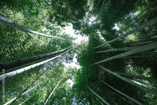 Fototapeta bamboo forest looking up, view from below bamboo grove in Kyoto, Japan