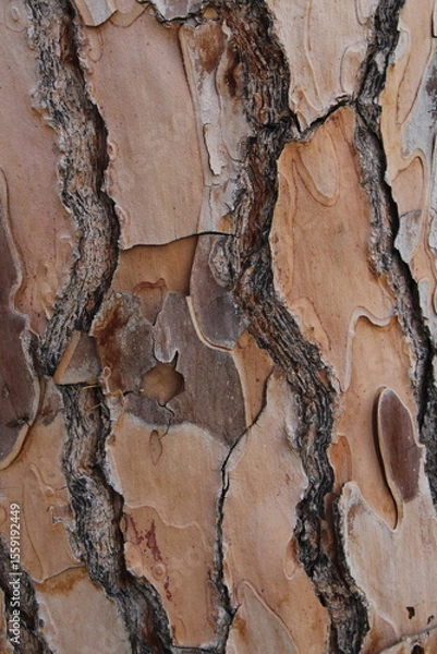 Obraz Detailed image featuring the unique textures and patterns of the bark on ponderosa pine trees the natural formation and earthy tones highlight the rugged surface and organic beauty of the tree
