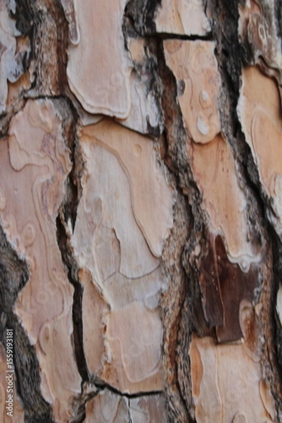 Obraz Detailed image featuring the unique textures and patterns of the bark on ponderosa pine trees the natural formation and earthy tones highlight the rugged surface and organic beauty of the tree
