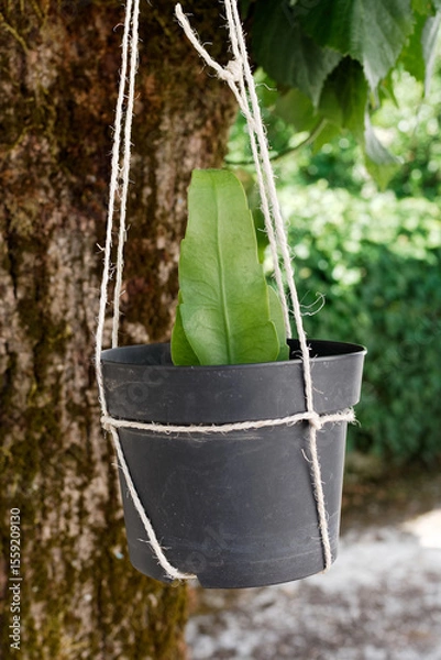 Obraz Boutures d'Epiphyllum Oxypetalum (Reine de la nuit ou berceau de Moïse)	