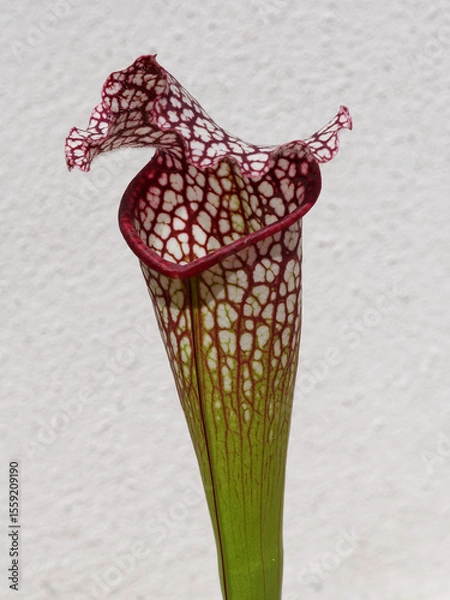 Obraz Gros plan sur une Sarracenia (plante carnivore)