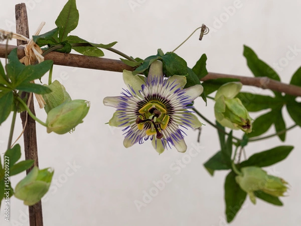 Obraz Fleur de Passiflore bleue ou Fleur de la passion (Passiflora Caerulea). France	