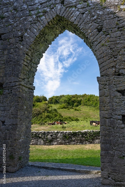 Fototapeta Cows grazing on a hillside next to Corcomroe Abbey in Ireland, framed with arch 