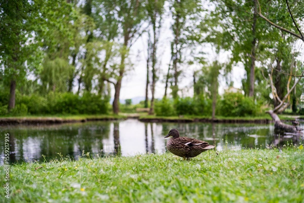 Obraz duck in the pond