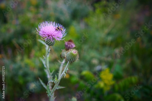 Obraz Weeds may look beautiful, but....
