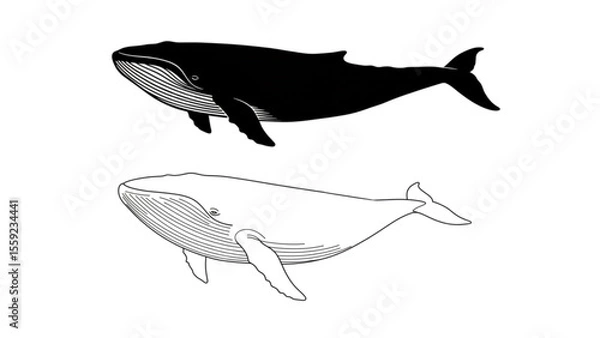 Fototapeta Humpback Whale Black Silhouette and Line Art Vector Illustration Set