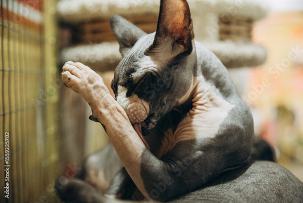 Obraz A Sphynx cat licks his paw after a tasty dinner. A close-up of a bald cat licking his paw.