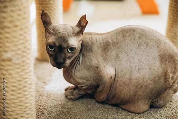 Obraz Funny Don Sphynx cat with big green eyes and elf ears, unusual cats, bald cat, close-up.