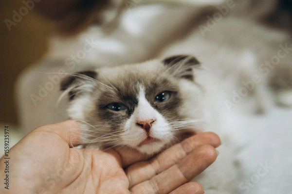 Obraz Mixed breed kitten - fold-eared ragdoll