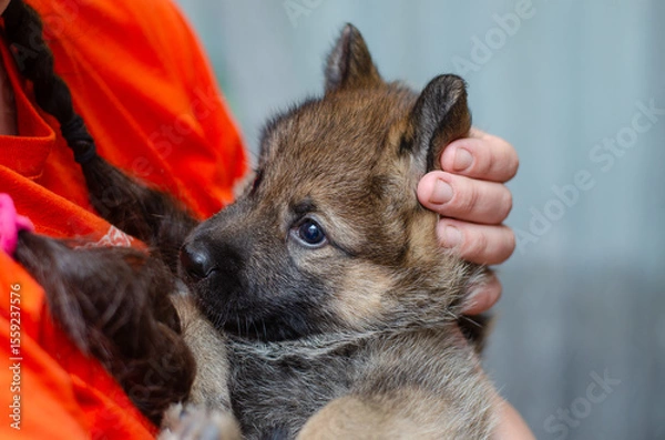 Fototapeta Adorable one-month-old puppy, wolf hybrid and German Shepherd mix. Detailed portrait held in hands. Blurred background, open aperture