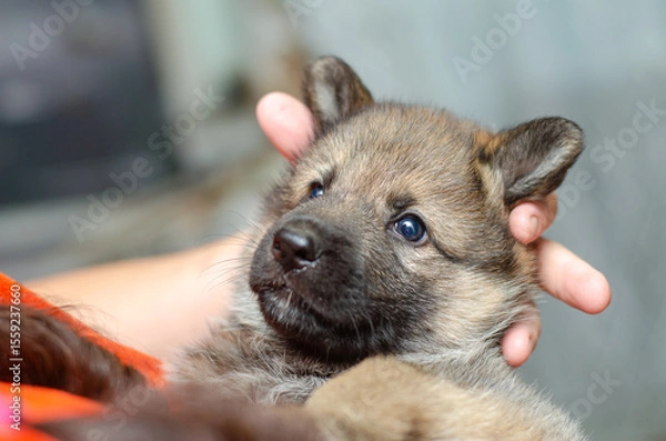 Fototapeta Close-up portrait of one-month-old wolfdog German Shepherd mix puppy in owners arms. Soft fur, curious gaze. Blurred background, shallow depth of field.