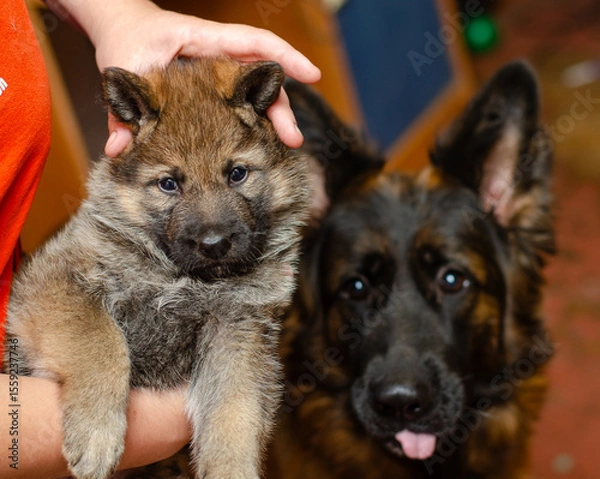 Fototapeta One-month-old wolfdog German Shepherd puppy in hands. Close-up. Mother dog visible in blurred background. Focus on puppy eyes