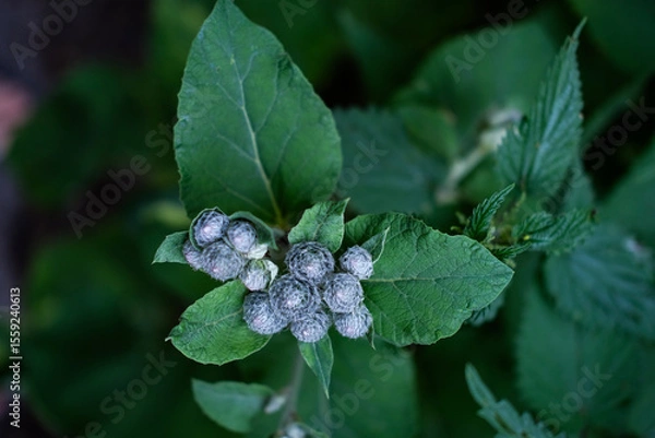 Fototapeta Close-up of burdock flower buds with green leaves, captured in natural lighting. The unopened buds are covered in fine white hairs.