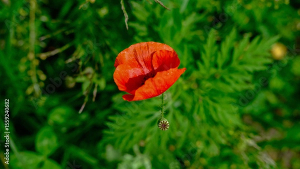Fototapeta Bright red poppy flower in bloom with green foliage in the background and a developing seed pod below.