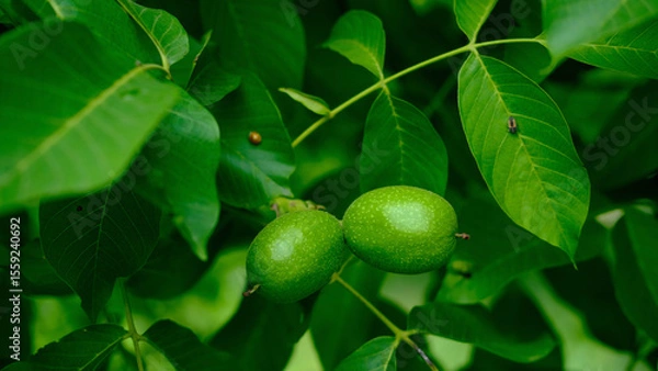Fototapeta Two unripe green walnuts hanging on a walnut tree surrounded by large green leaves in summer.