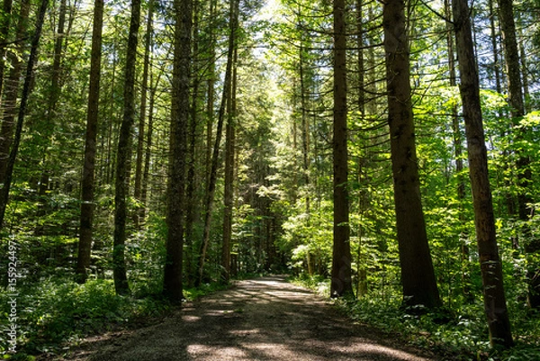Fototapeta Forest path between trees in summer