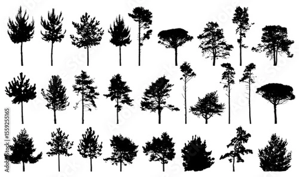 Fototapeta Spruce and pine tree silhouette collection isolated on a white background