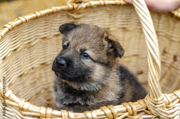 Fototapeta Adorable wolfdog German Shepherd puppy peeking over wicker basket edge, looking directly at camera. Close-up, curious expression. Outdoor shot, natural light, blurred background