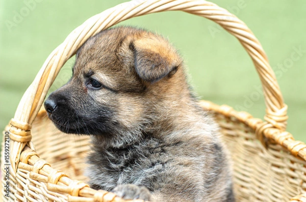 Fototapeta One-month wolfdog German Shepherd mix puppy peering from wicker basket, side profile view. Close-up portrait outdoors. Curious, natural light, blurred background, shallow DOF