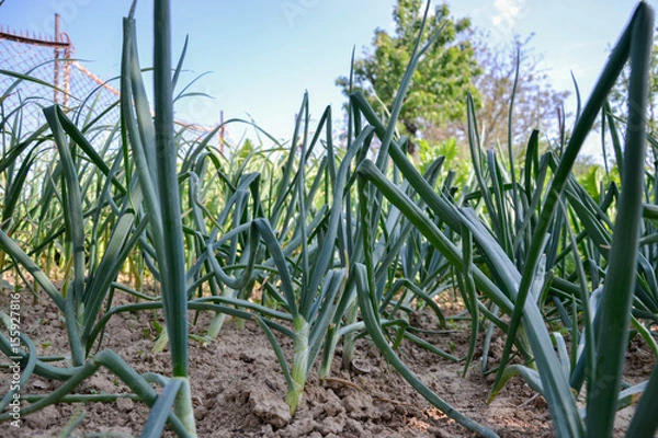 Obraz Growing planted home-grown onions (Allium cepa) and garlic (Allium sativum). Onion plantation at spring time. Agricultural background. Healthy vegetables. Close up of green onion leaves on farmland