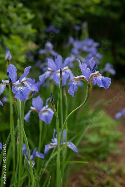 Fototapeta blue iris flowers