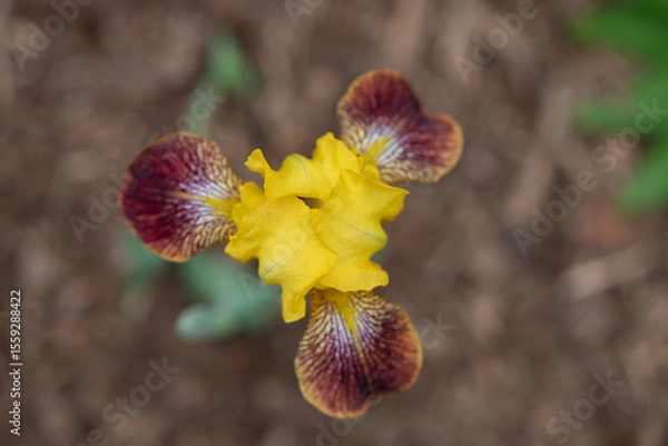 Fototapeta yellow and red iris