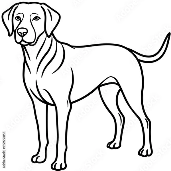 Obraz Chesapeake Bay Retriever Silhouette Vector