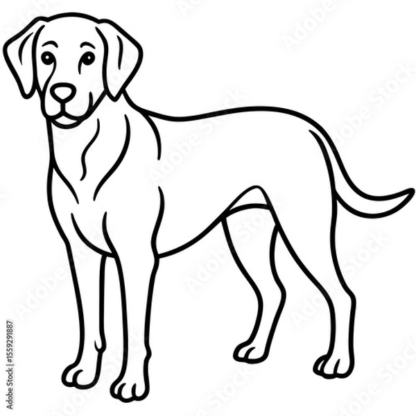 Obraz Chesapeake Bay Retriever Silhouette Vector